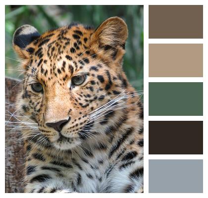Leopard Predator Animal Photography Image